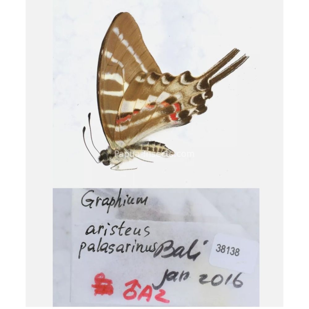 Different sp. of Graphium - Nymphalidae from different islads of Indonesia