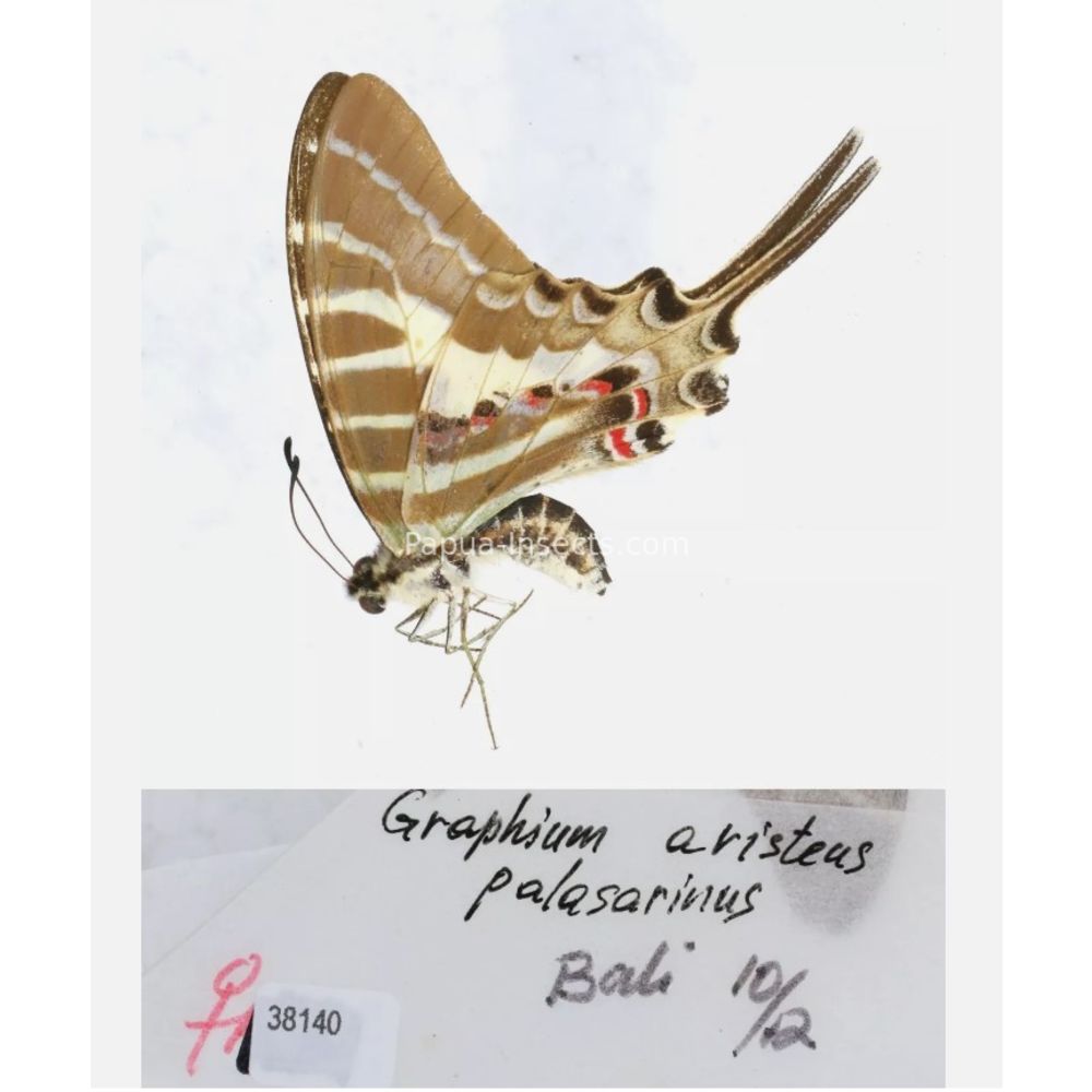 Different sp. of Graphium - Nymphalidae from different islads of Indonesia