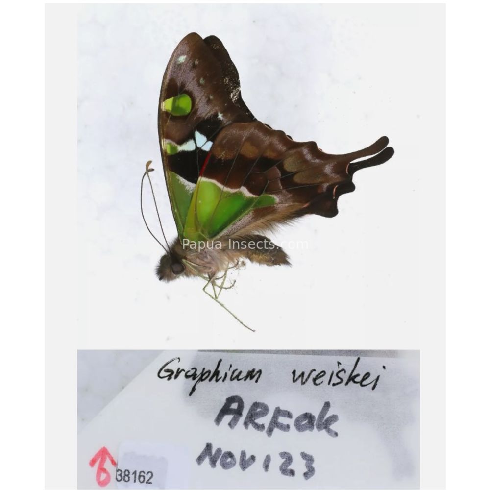 Different sp. of Graphium - Nymphalidae from different islads of Indonesia