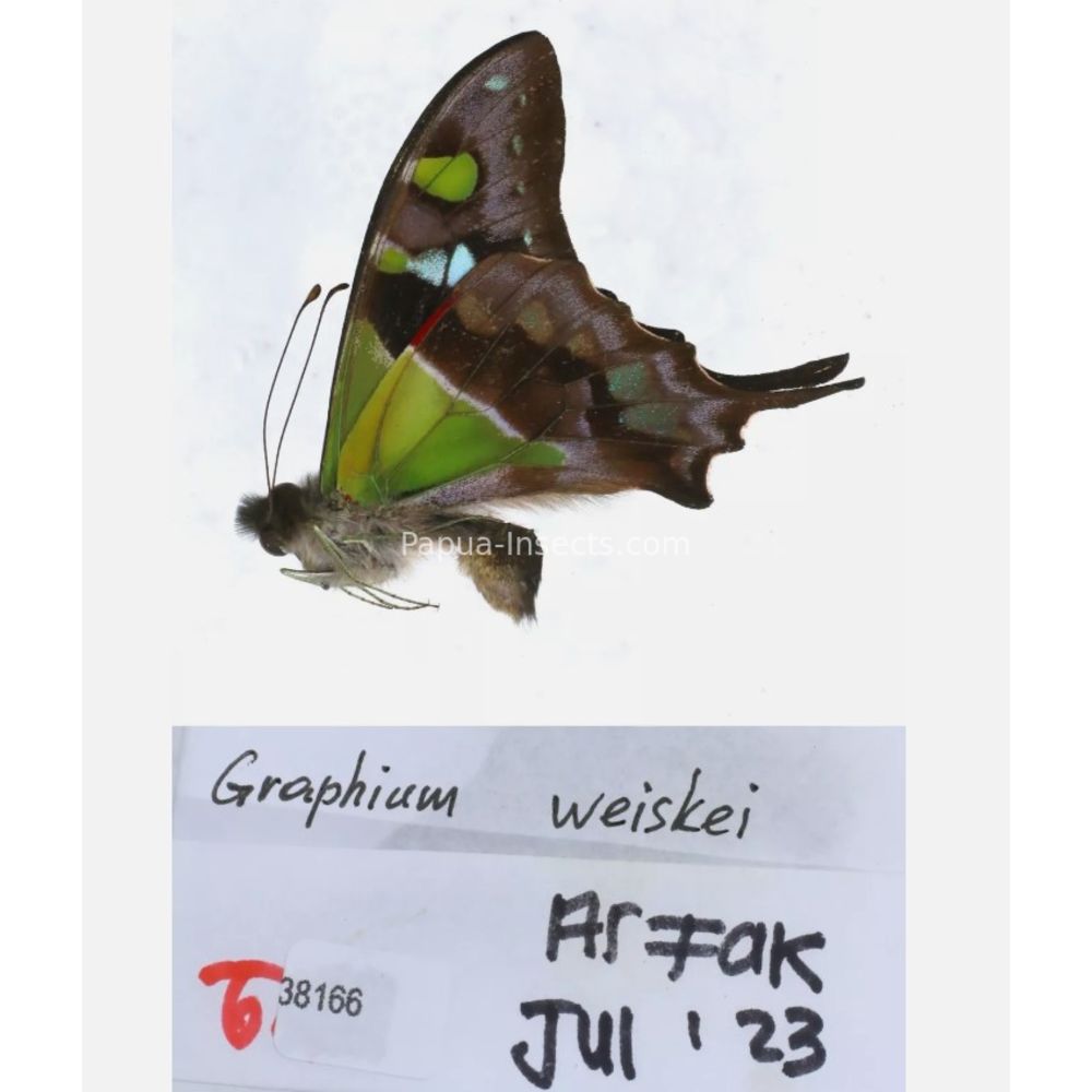 Different sp. of Graphium - Nymphalidae from different islads of Indonesia