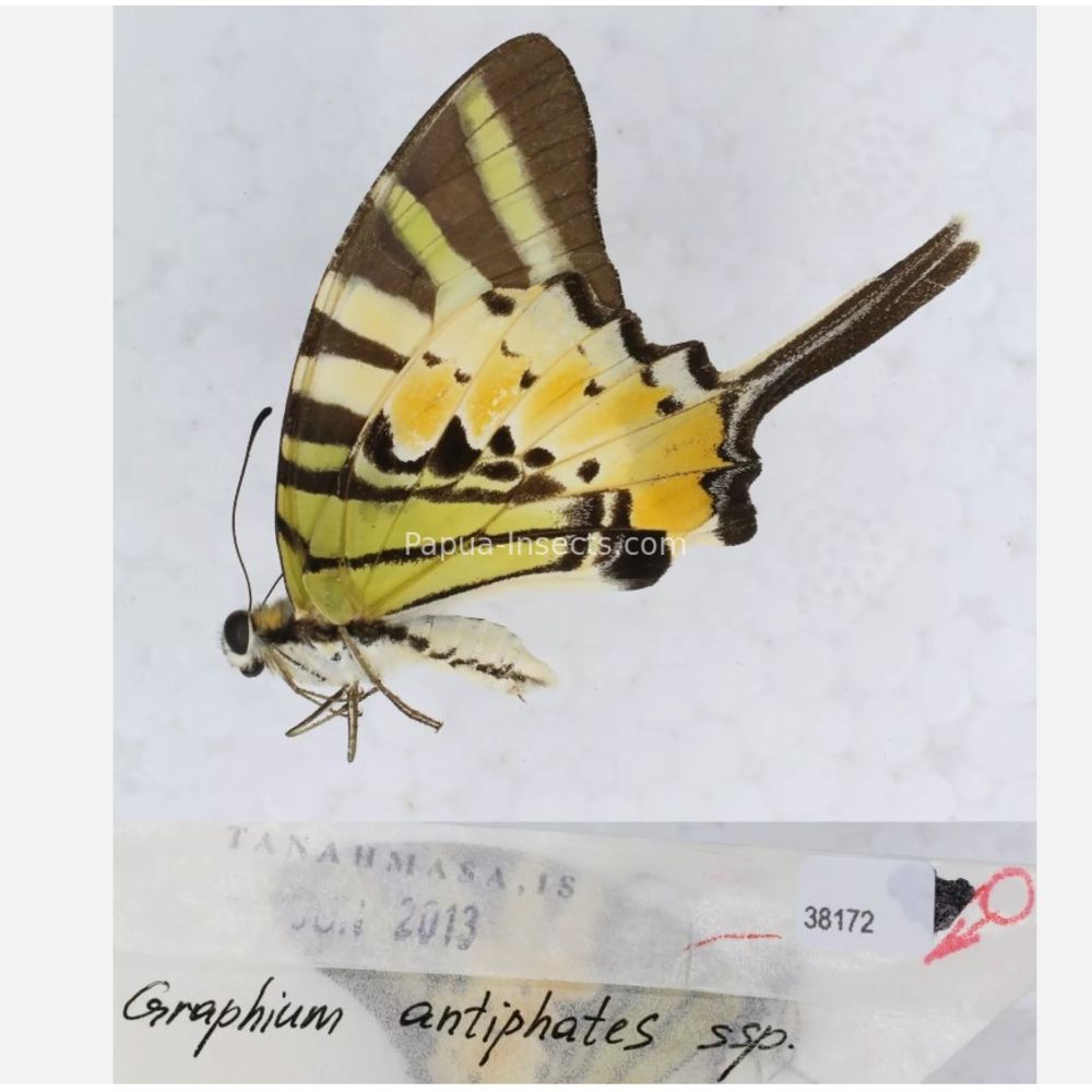 Different sp. of Graphium - Nymphalidae from different islads of Indonesia