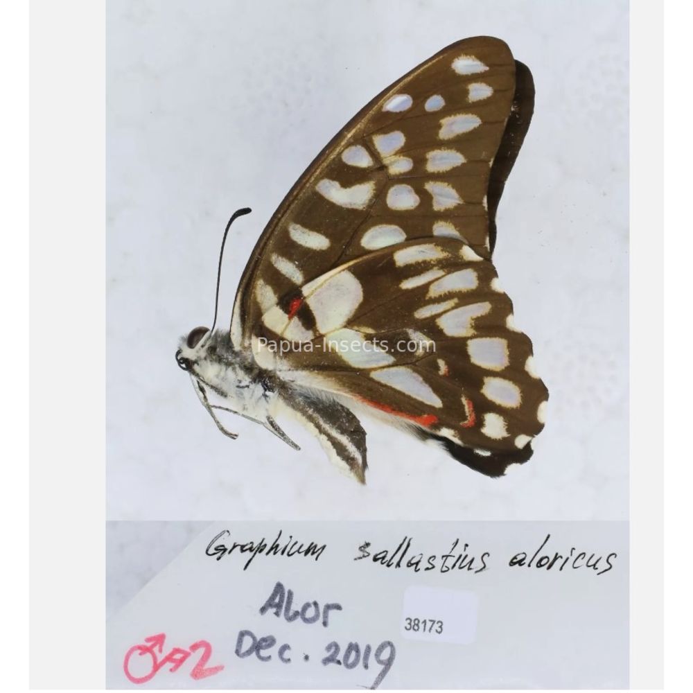 Different sp. of Graphium - Nymphalidae from different islads of Indonesia