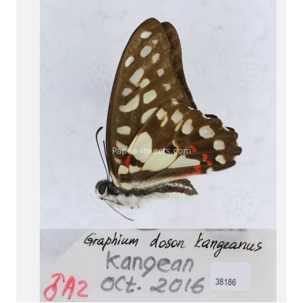 Different sp. of Graphium - Nymphalidae from different islads of Indonesia