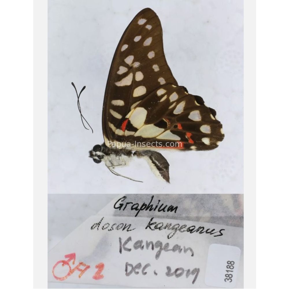 Different sp. of Graphium - Nymphalidae from different islads of Indonesia