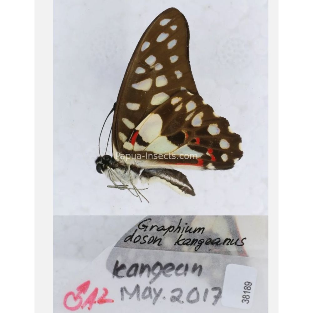 Different sp. of Graphium - Nymphalidae from different islads of Indonesia