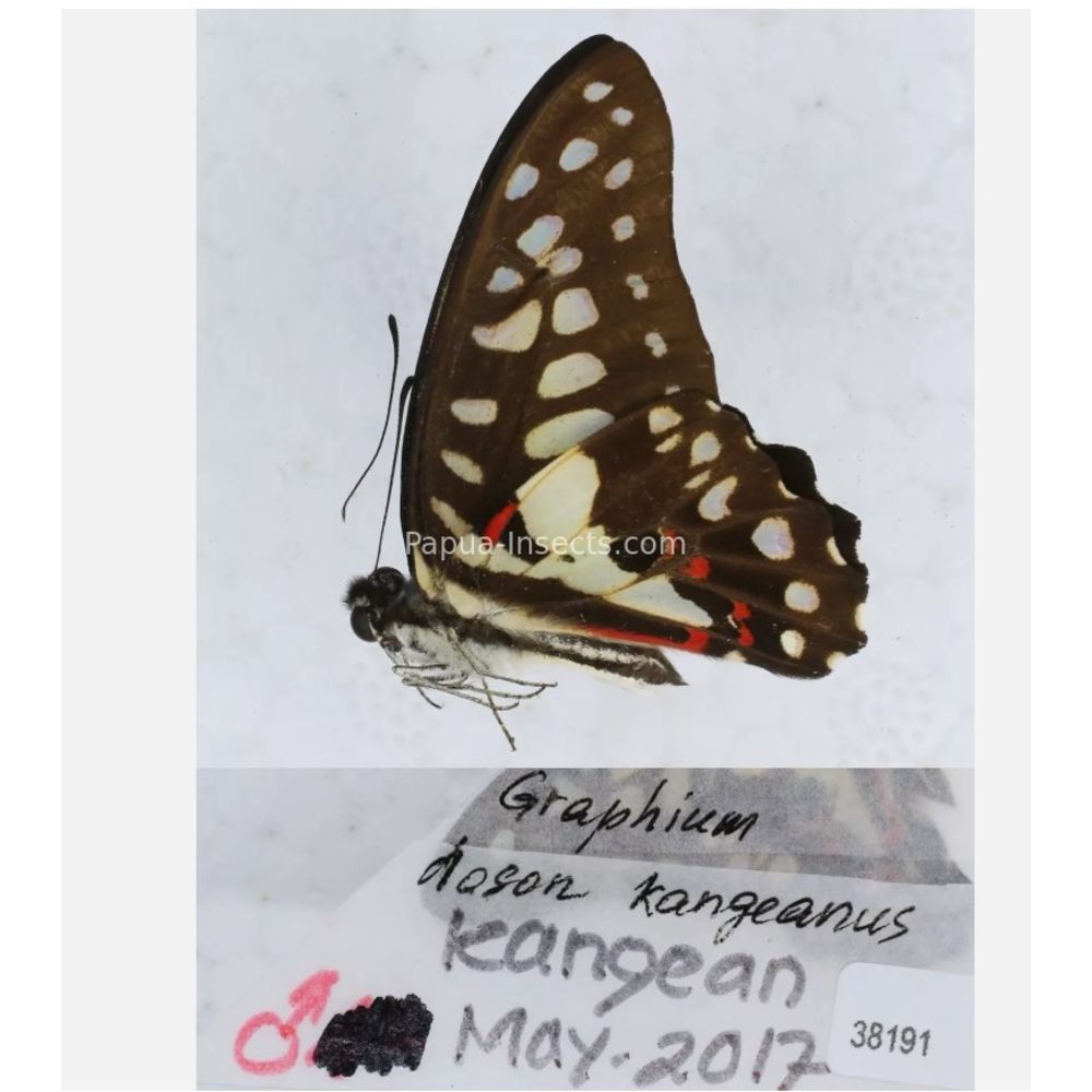 Different sp. of Graphium - Nymphalidae from different islads of Indonesia