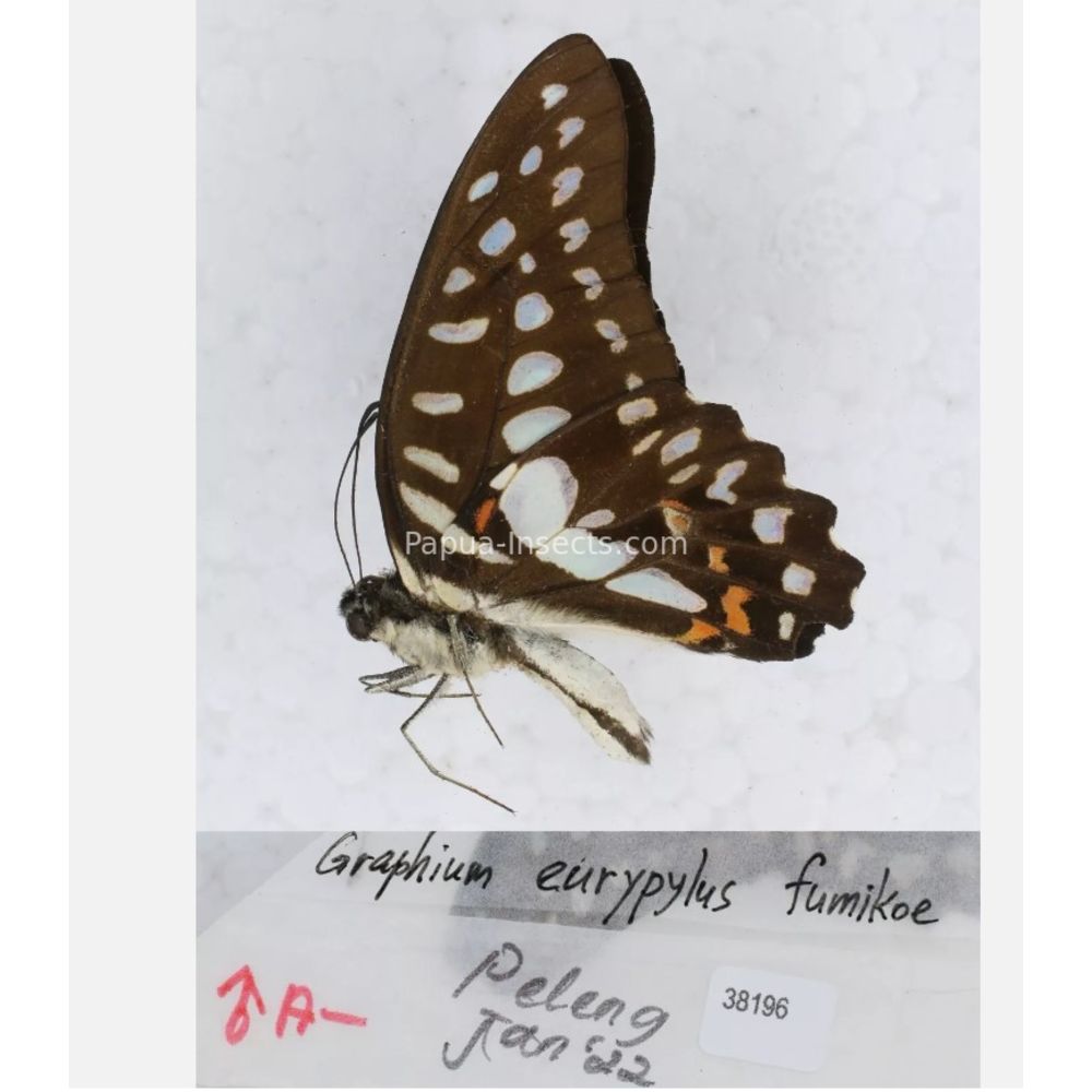 Different sp. of Graphium - Nymphalidae from different islads of Indonesia