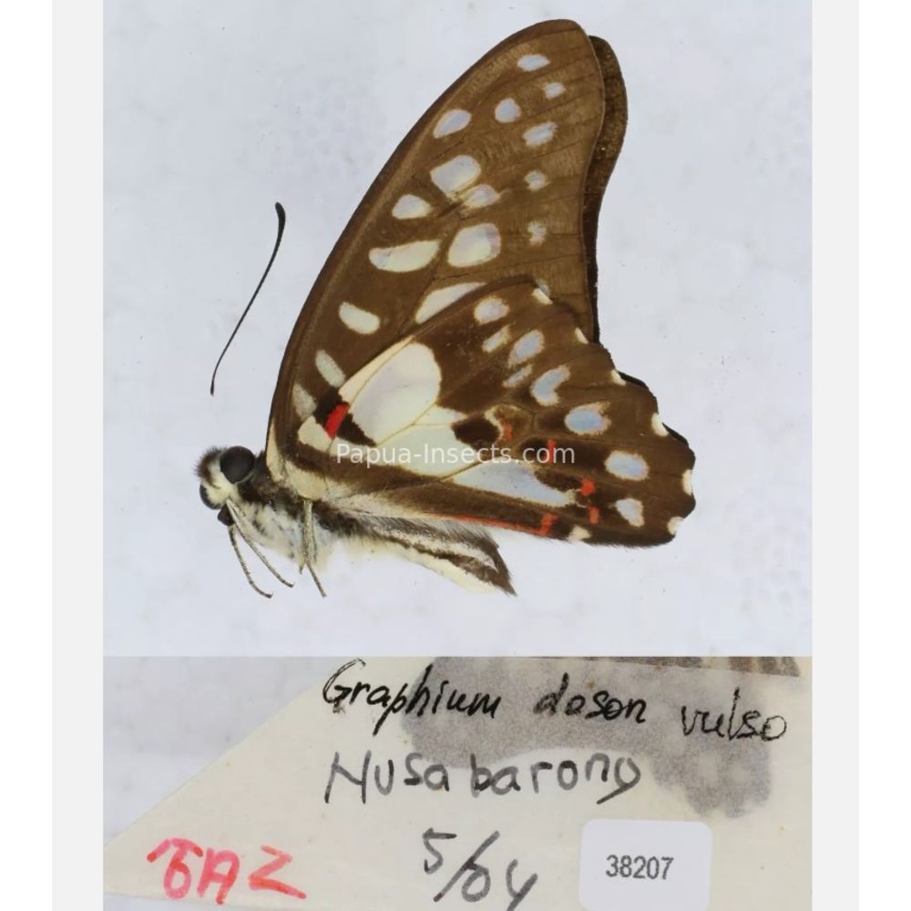 Different sp. of Graphium - Nymphalidae from different islads of Indonesia