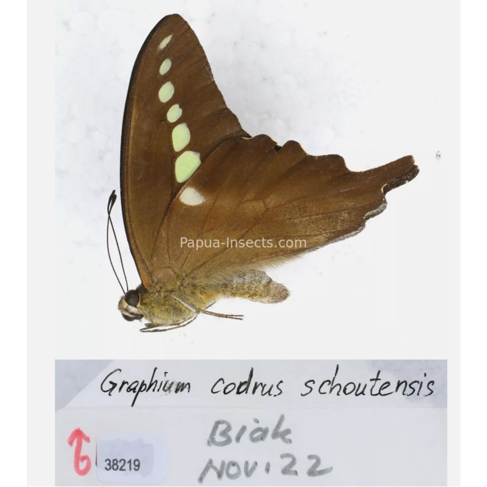 Different sp. of Graphium - Nymphalidae from different islads of Indonesia