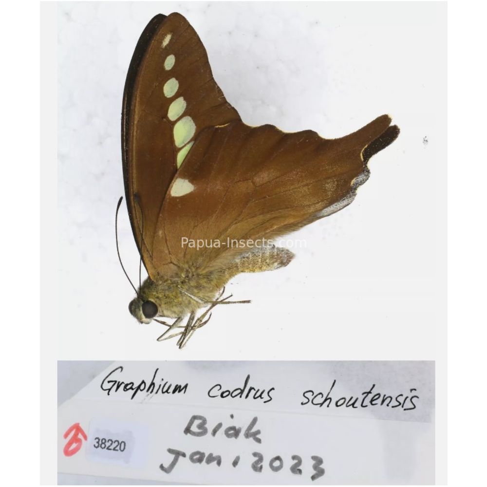 Different sp. of Graphium - Nymphalidae from different islads of Indonesia