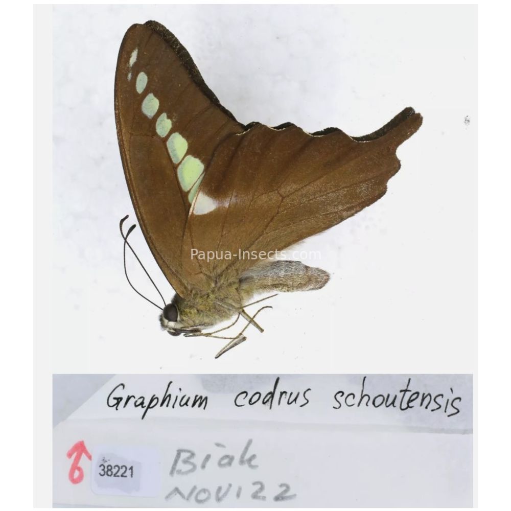 Different sp. of Graphium - Nymphalidae from different islads of Indonesia