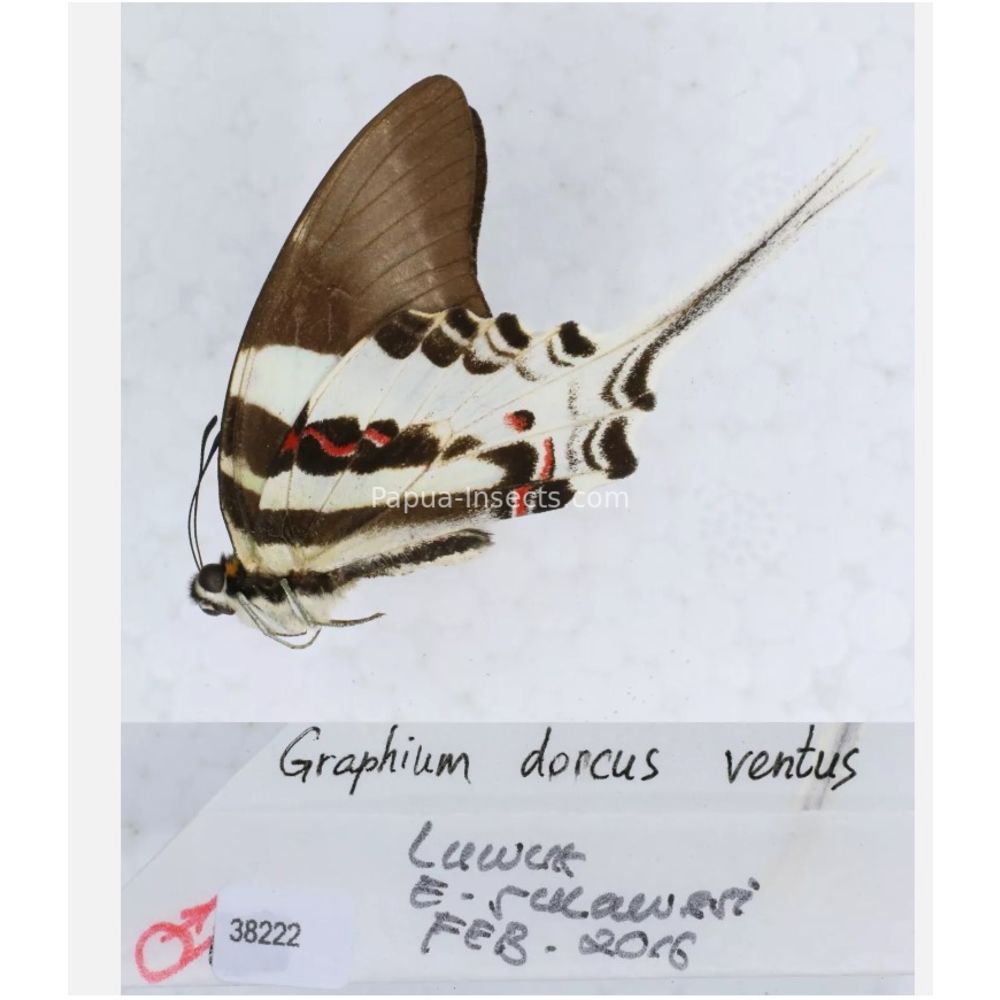 Different sp. of Graphium - Nymphalidae from different islads of Indonesia