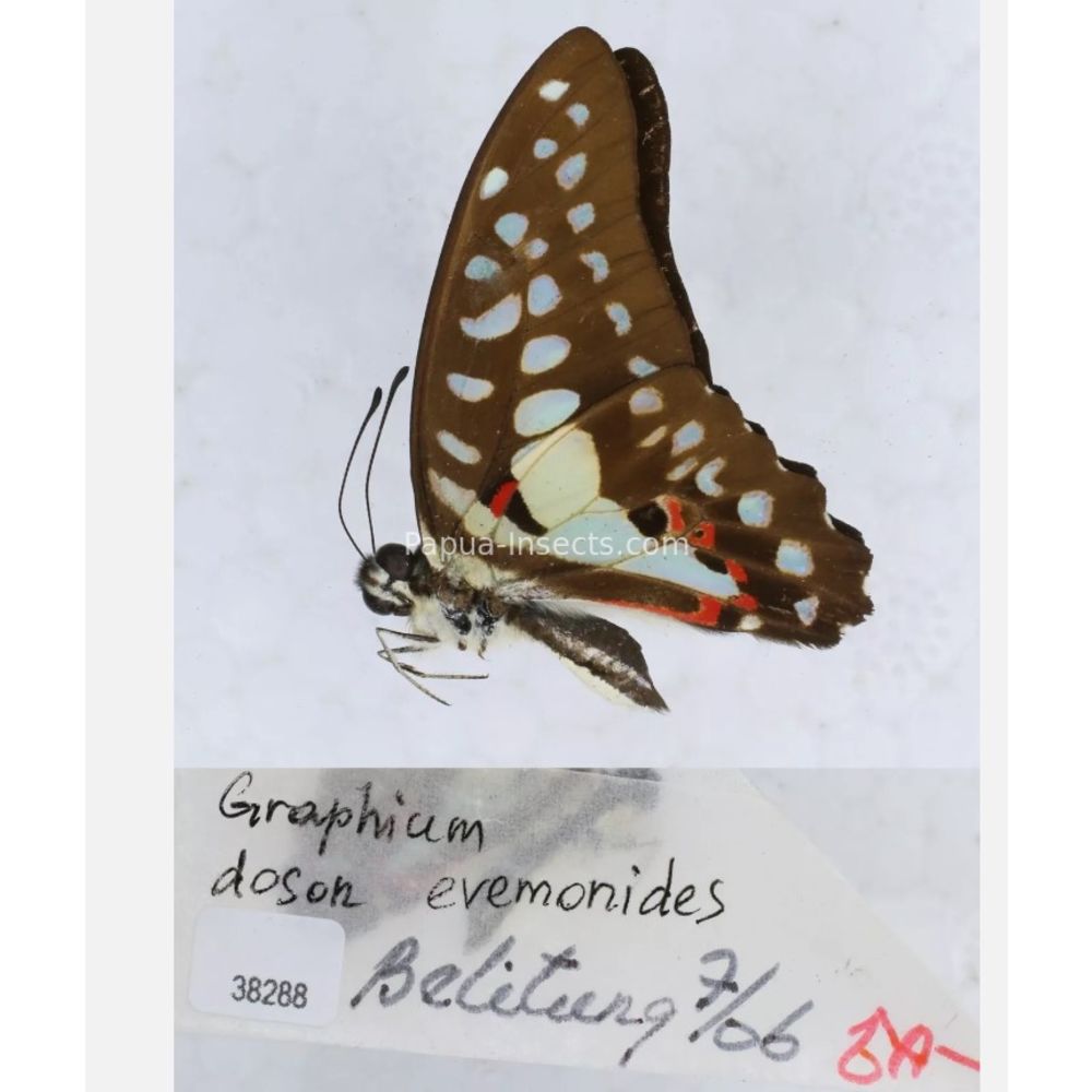 Different sp. of Graphium - Nymphalidae from different islads of Indonesia