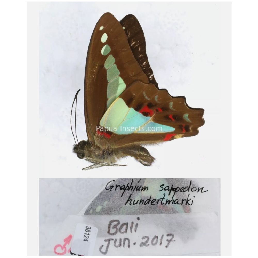 Different sp. of Graphium - Nymphalidae from different islads of Indonesia