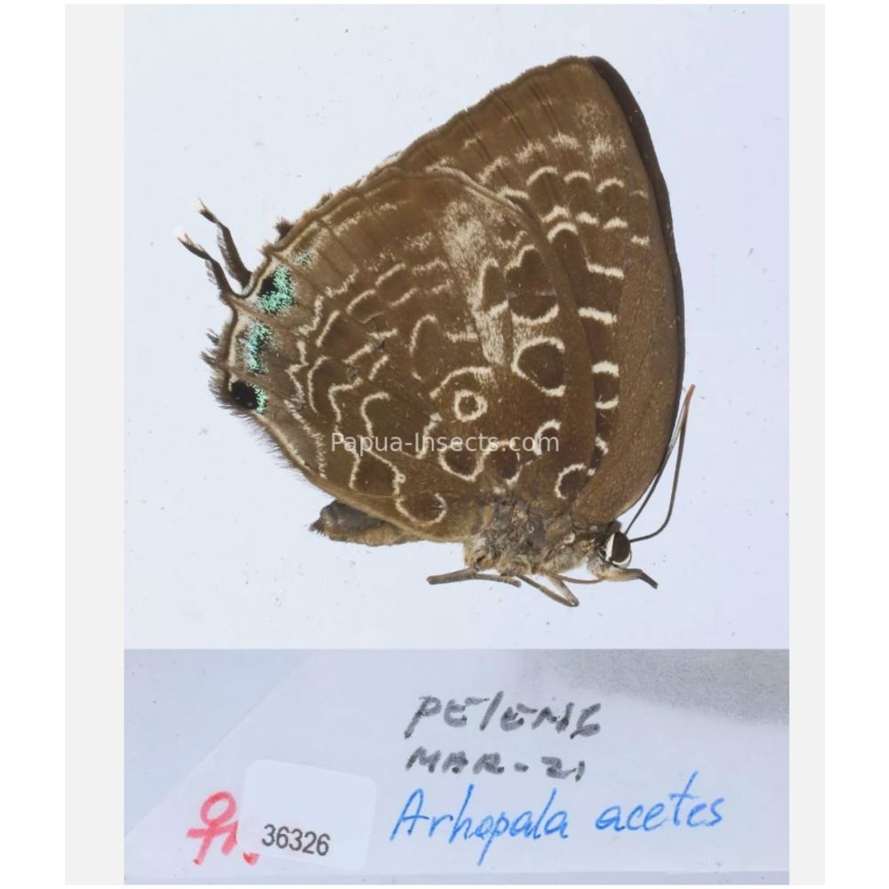 Arhopala sp. of Lycaenidae from different islads of Indonesia