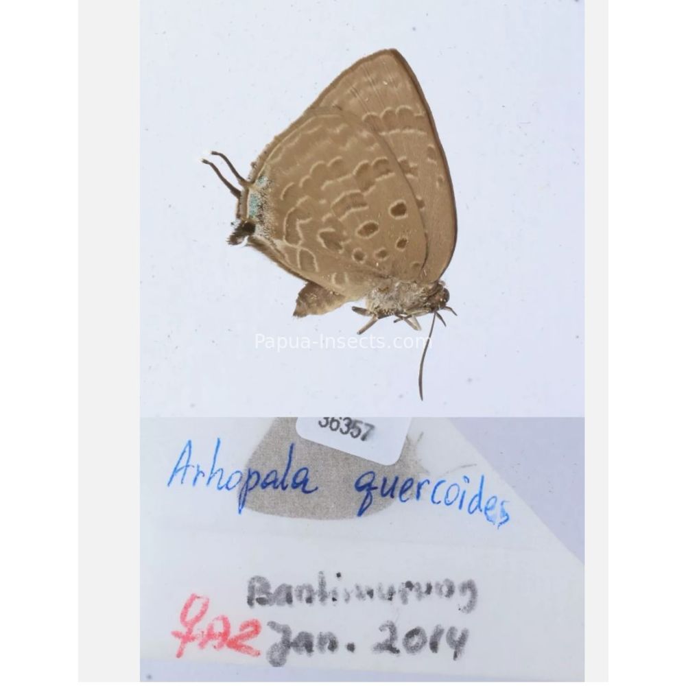 Arhopala sp. of Lycaenidae from different islads of Indonesia