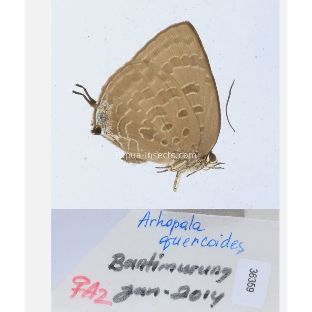 Arhopala sp. of Lycaenidae from different islads of Indonesia