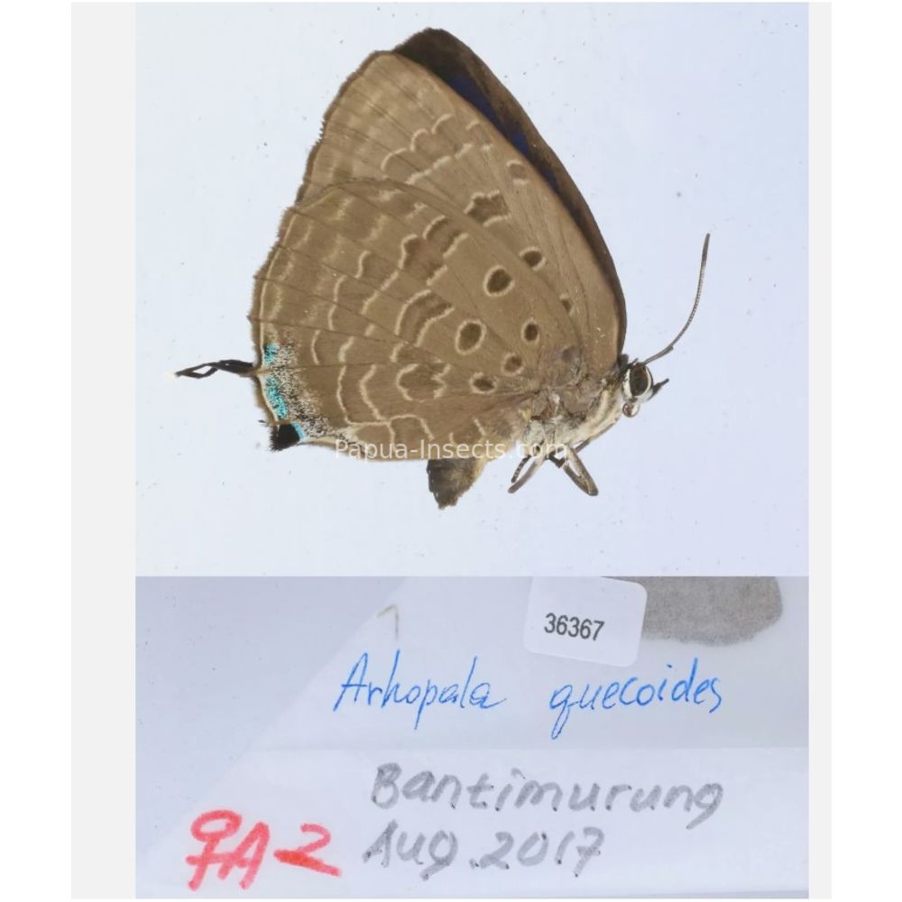 Arhopala sp. of Lycaenidae from different islads of Indonesia