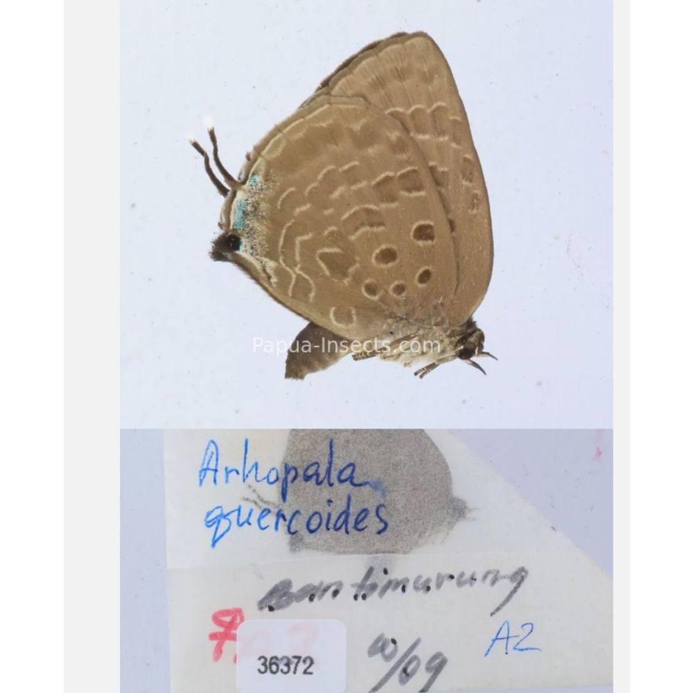 Arhopala sp. of Lycaenidae from different islads of Indonesia