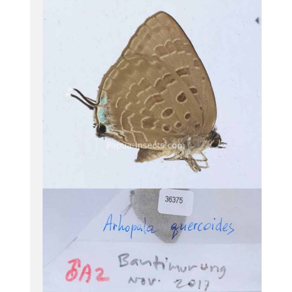 Arhopala sp. of Lycaenidae from different islads of Indonesia