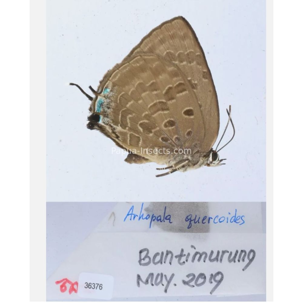 Arhopala sp. of Lycaenidae from different islads of Indonesia