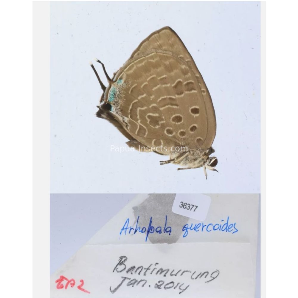 Arhopala sp. of Lycaenidae from different islads of Indonesia