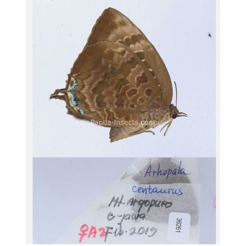 Arhopala sp. of Lycaenidae from different islads of Indonesia