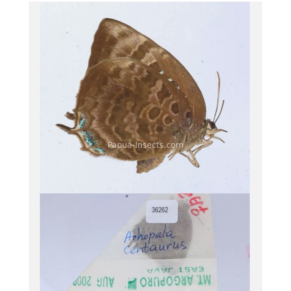 Arhopala sp. of Lycaenidae from different islads of Indonesia