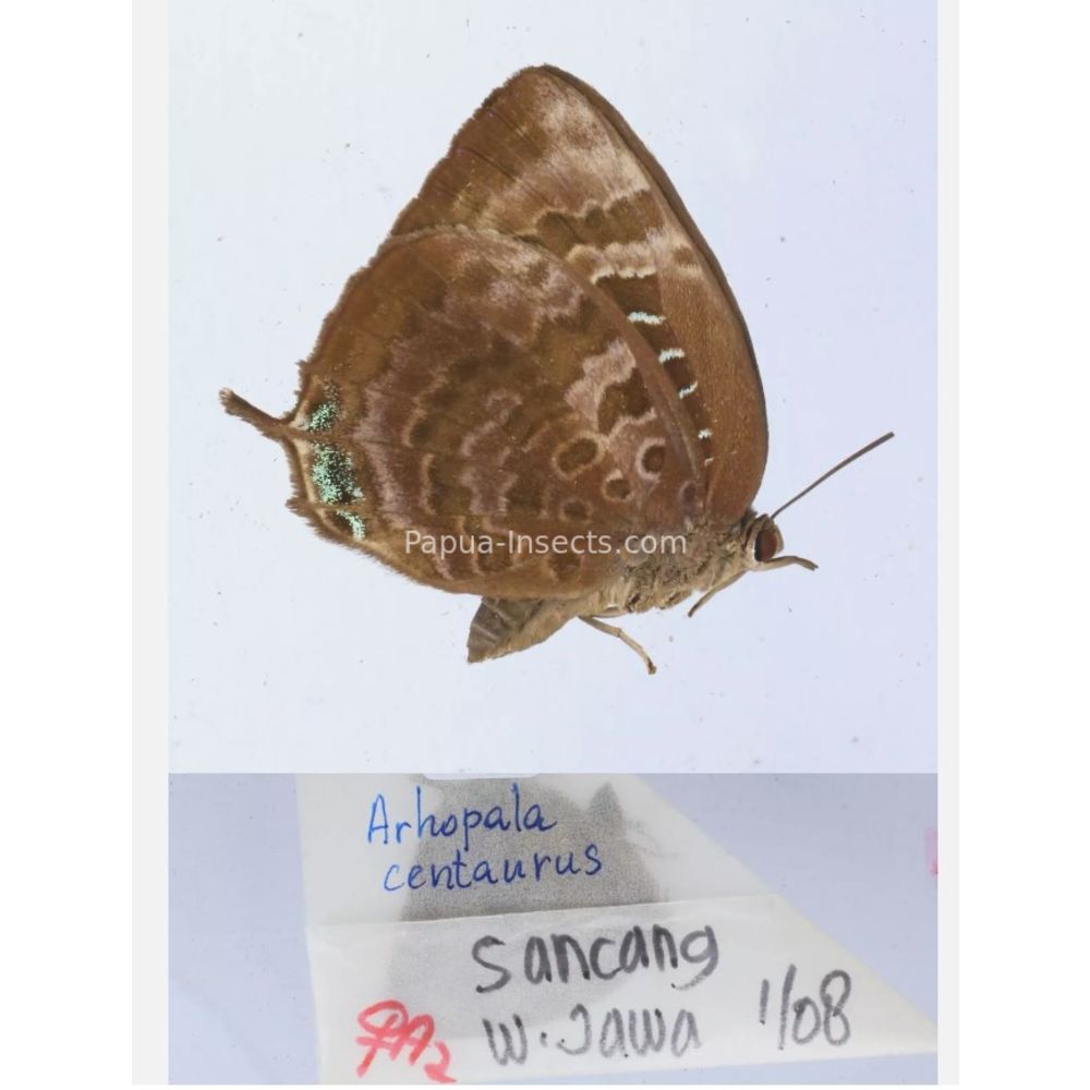 Arhopala sp. of Lycaenidae from different islads of Indonesia