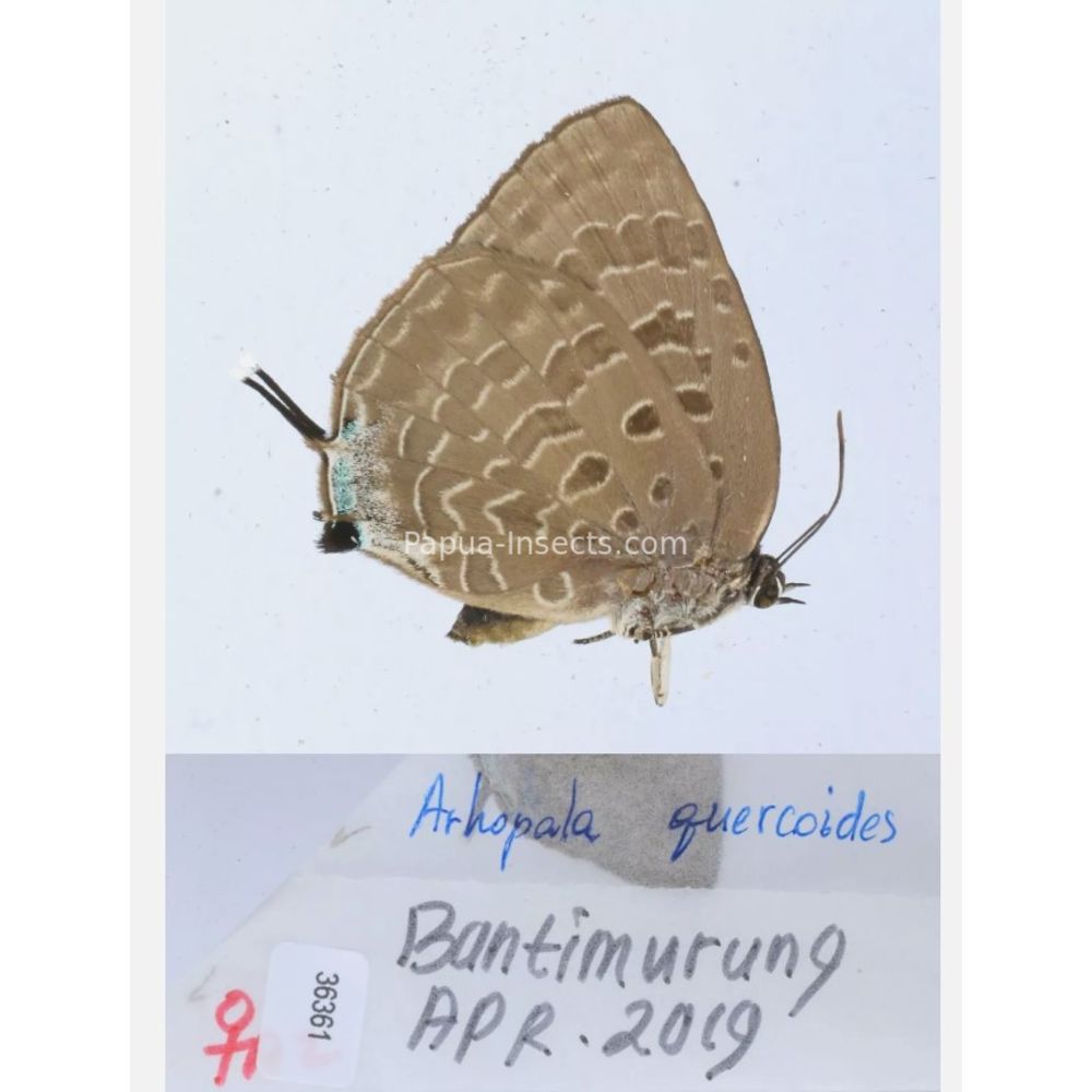 Arhopala sp. of Lycaenidae from different islads of Indonesia