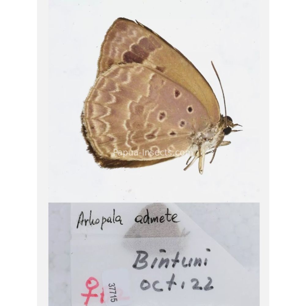 Arhopala sp. of Lycaenidae from different islads of Indonesia