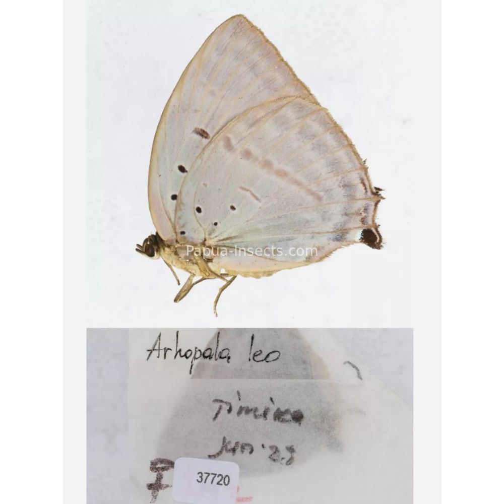 Arhopala sp. of Lycaenidae from different islads of Indonesia