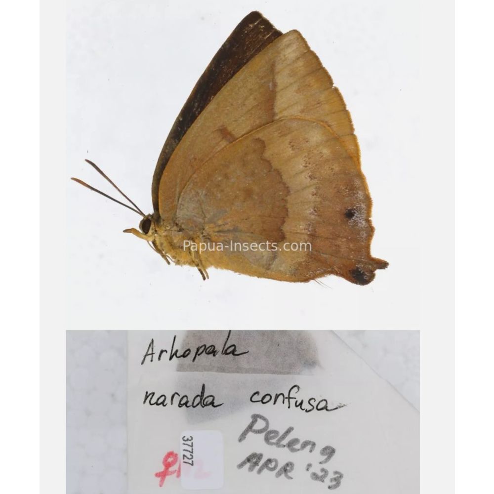 Arhopala sp. of Lycaenidae from different islads of Indonesia