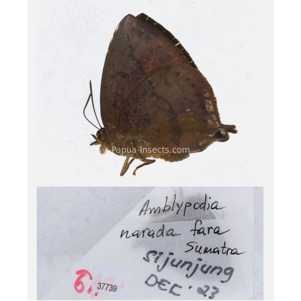 Arhopala sp. of Lycaenidae from different islads of Indonesia