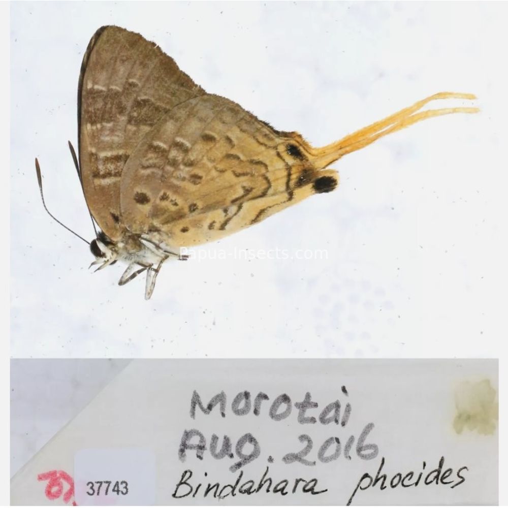 Arhopala sp. of Lycaenidae from different islads of Indonesia