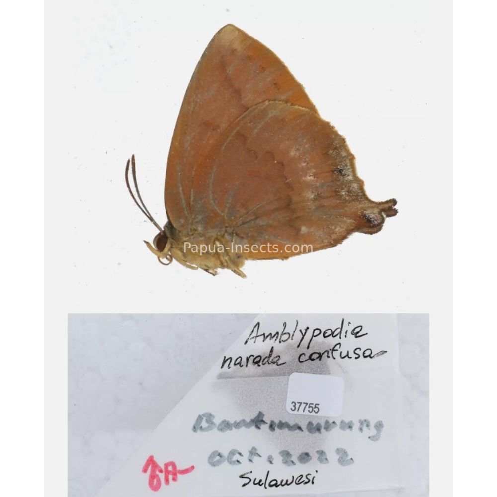 Arhopala sp. of Lycaenidae from different islads of Indonesia