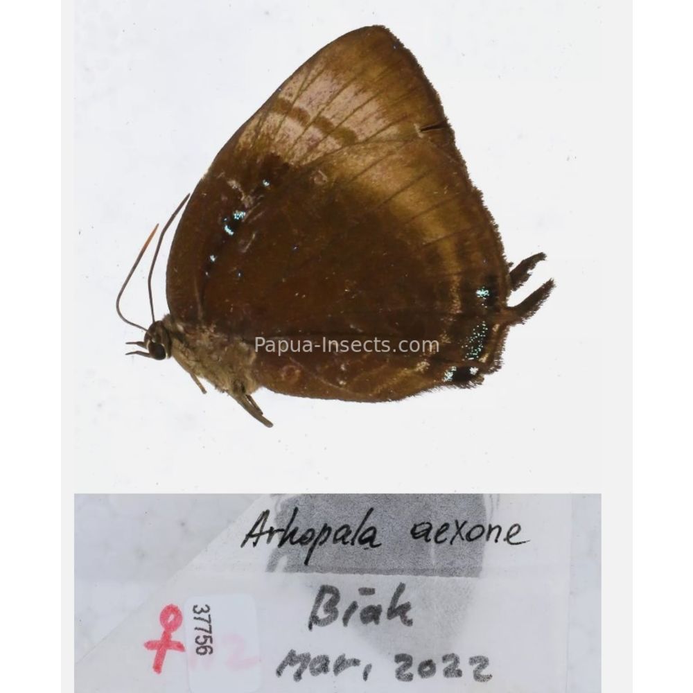 Arhopala sp. of Lycaenidae from different islads of Indonesia