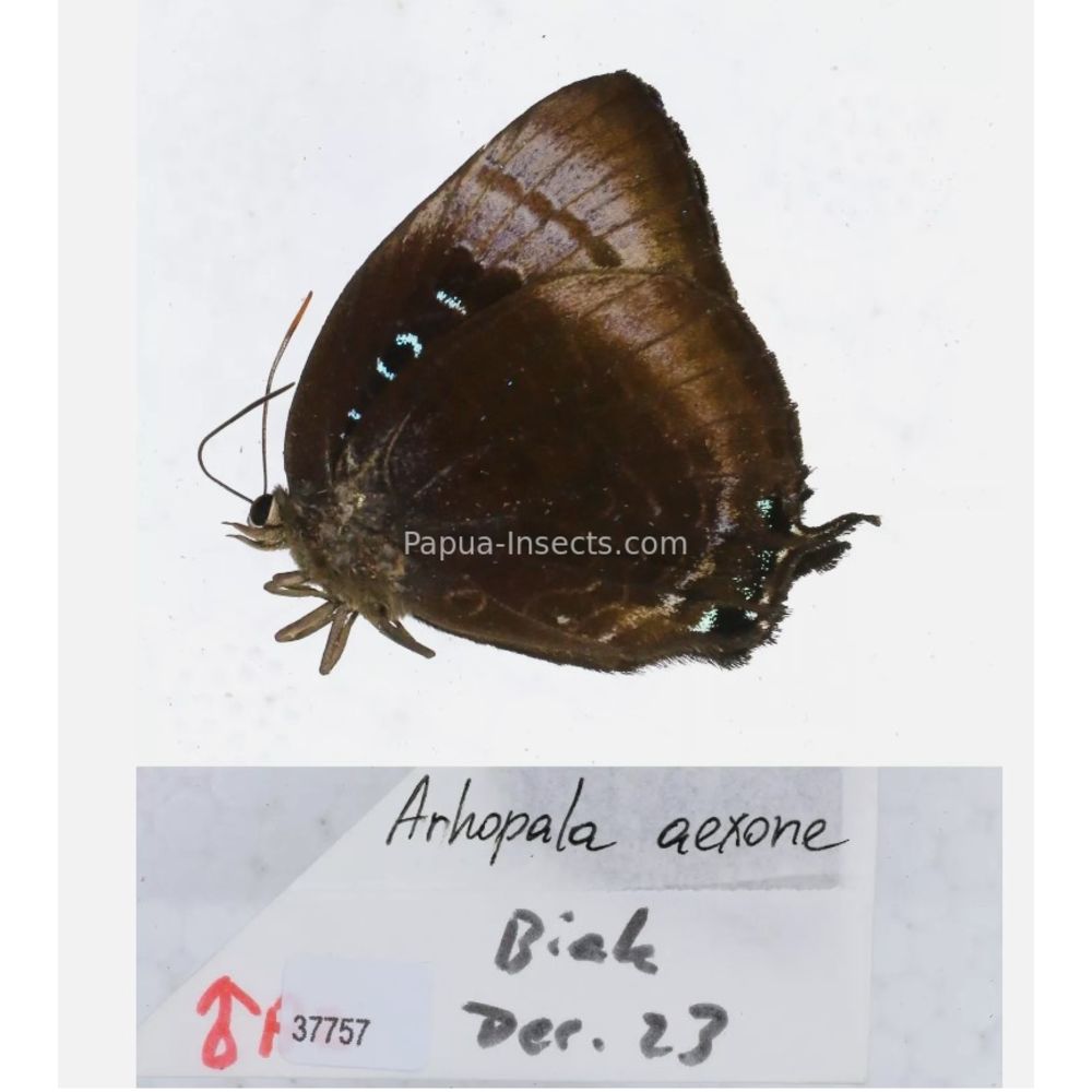 Arhopala sp. of Lycaenidae from different islads of Indonesia