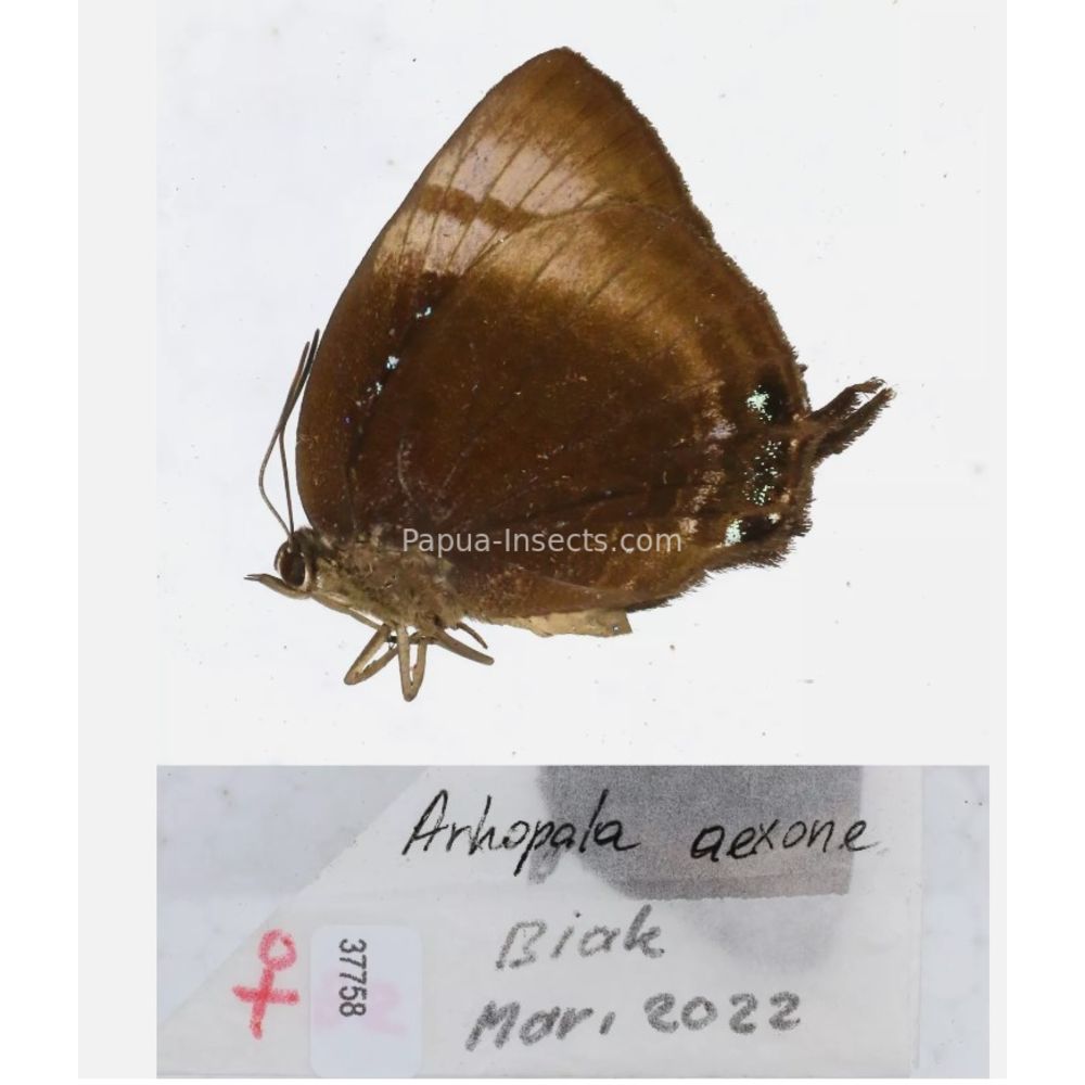 Arhopala sp. of Lycaenidae from different islads of Indonesia