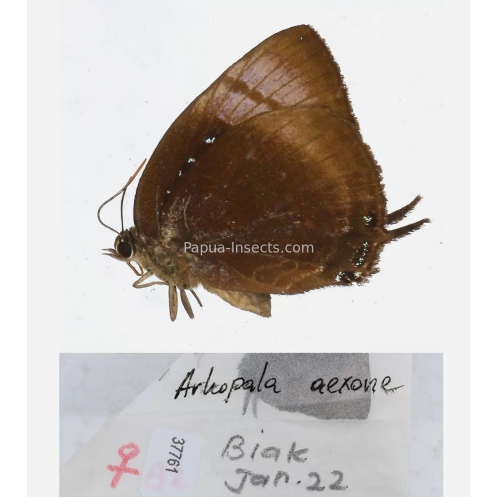 Arhopala sp. of Lycaenidae from different islads of Indonesia