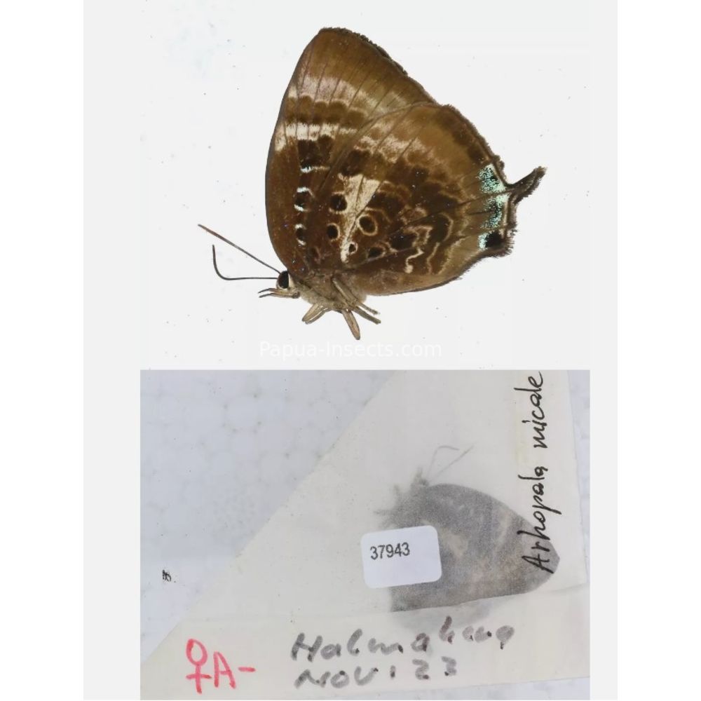 Arhopala sp. of Lycaenidae from different islads of Indonesia