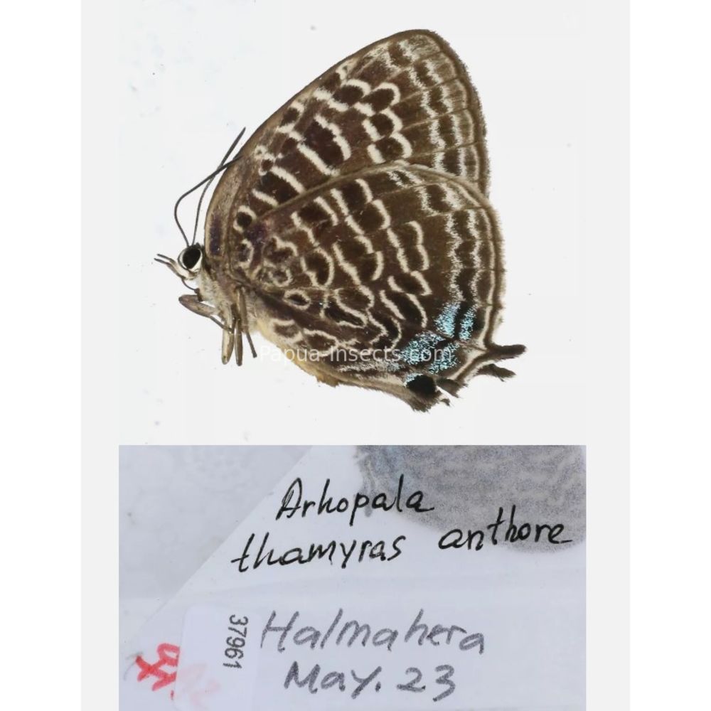 Arhopala sp. of Lycaenidae from different islads of Indonesia