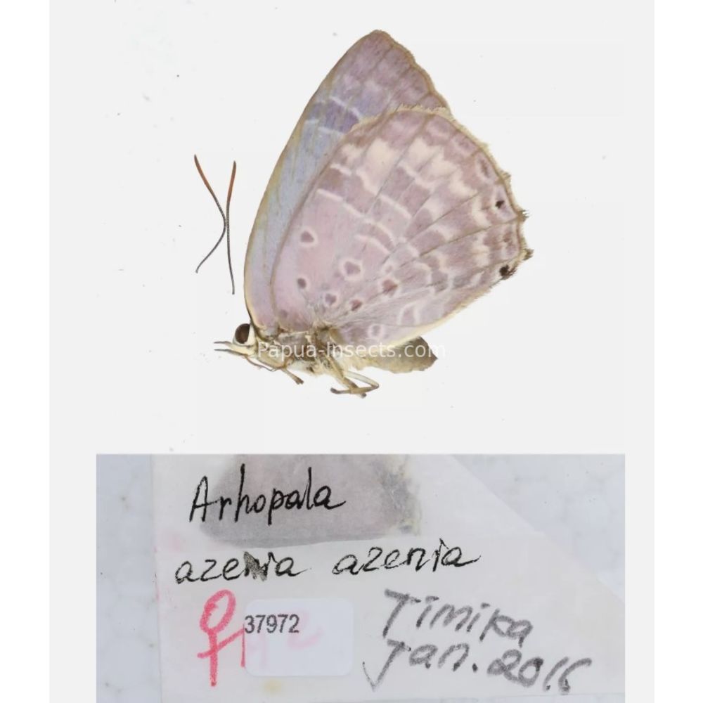 Arhopala sp. of Lycaenidae from different islads of Indonesia