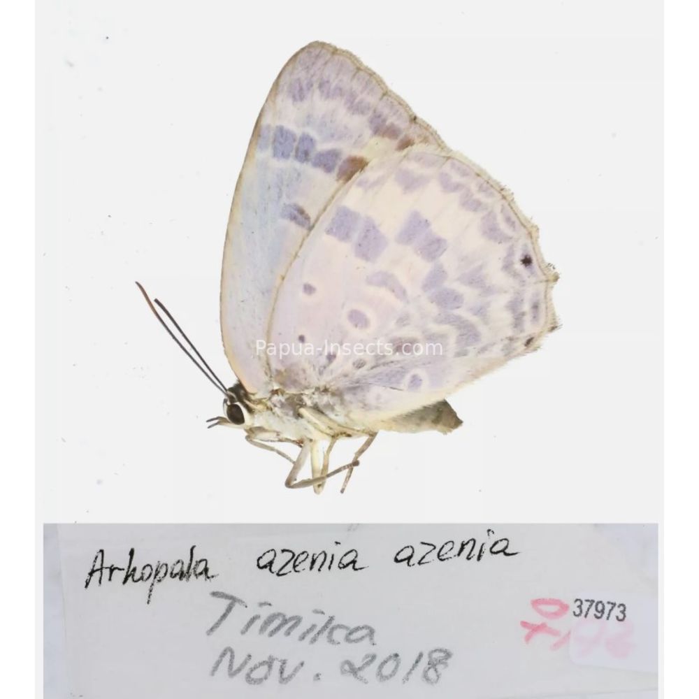 Arhopala sp. of Lycaenidae from different islads of Indonesia