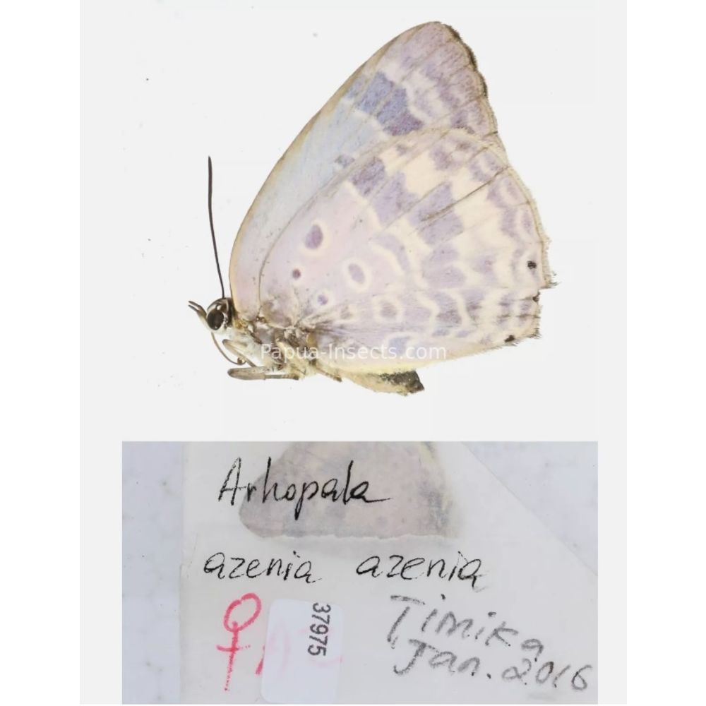 Arhopala sp. of Lycaenidae from different islads of Indonesia