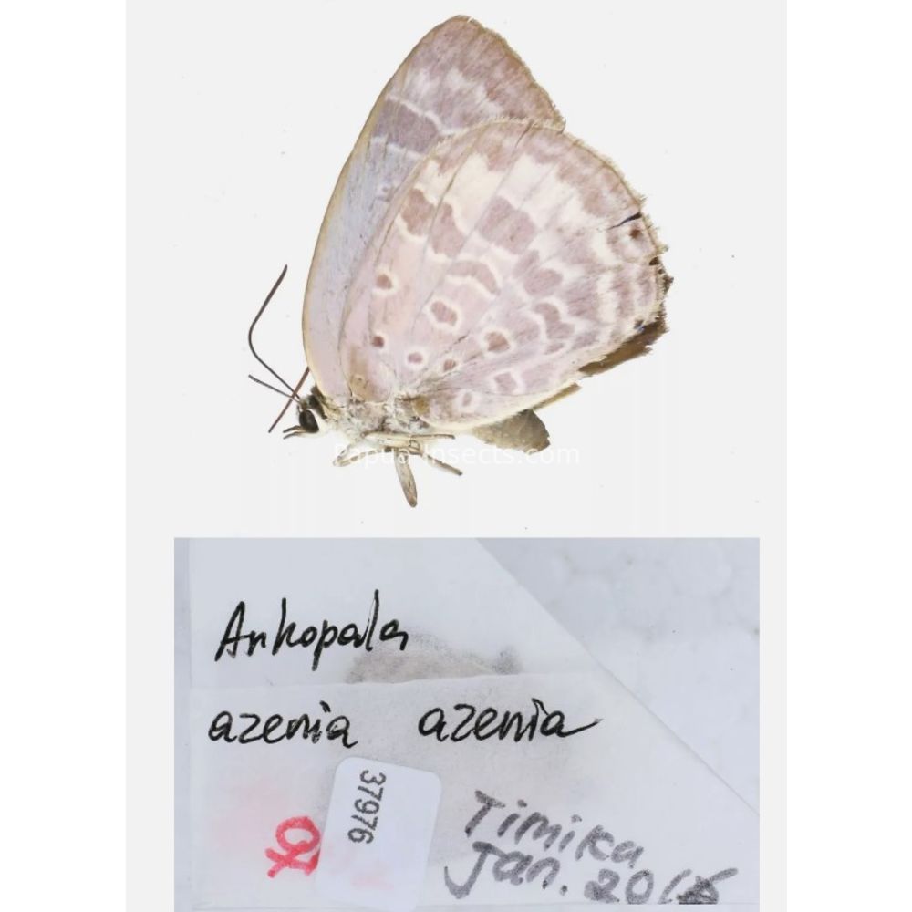 Arhopala sp. of Lycaenidae from different islads of Indonesia