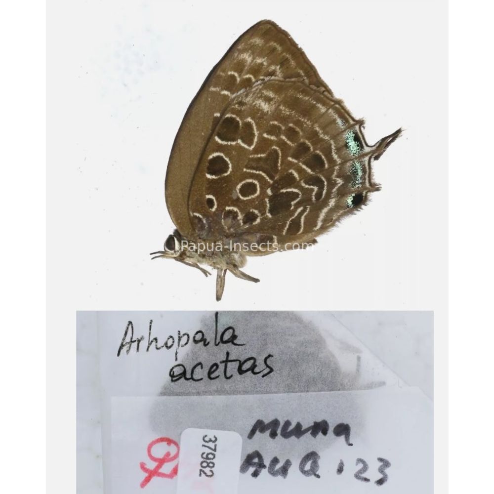 Arhopala sp. of Lycaenidae from different islads of Indonesia