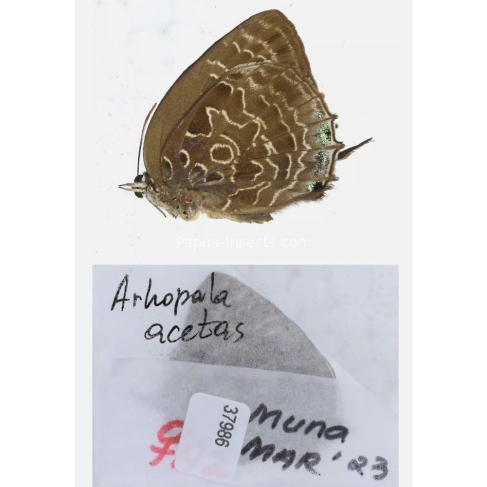 Arhopala sp. of Lycaenidae from different islads of Indonesia