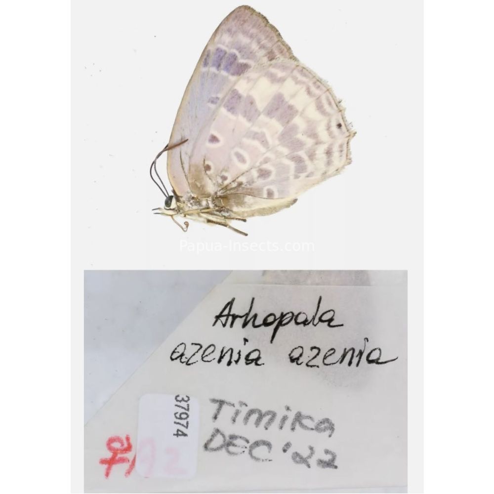 Arhopala sp. of Lycaenidae from different islads of Indonesia