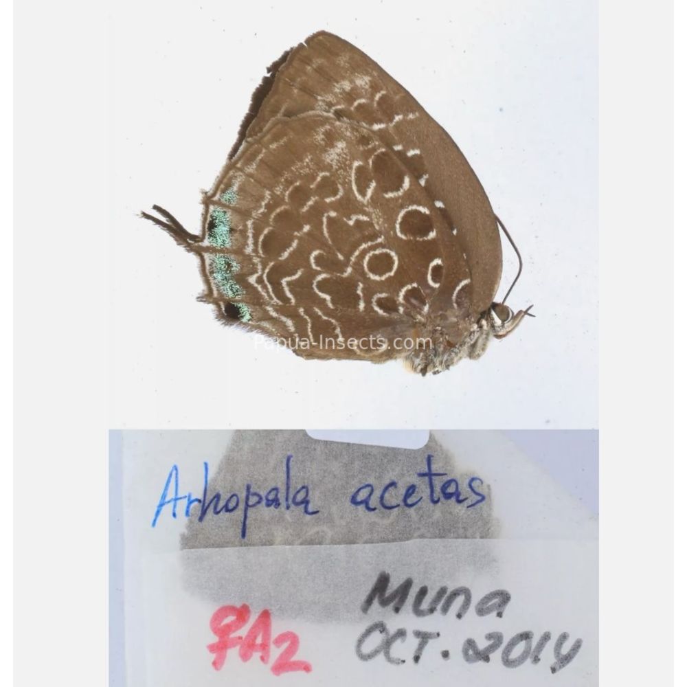 Arhopala sp. of Lycaenidae from different islads of Indonesia